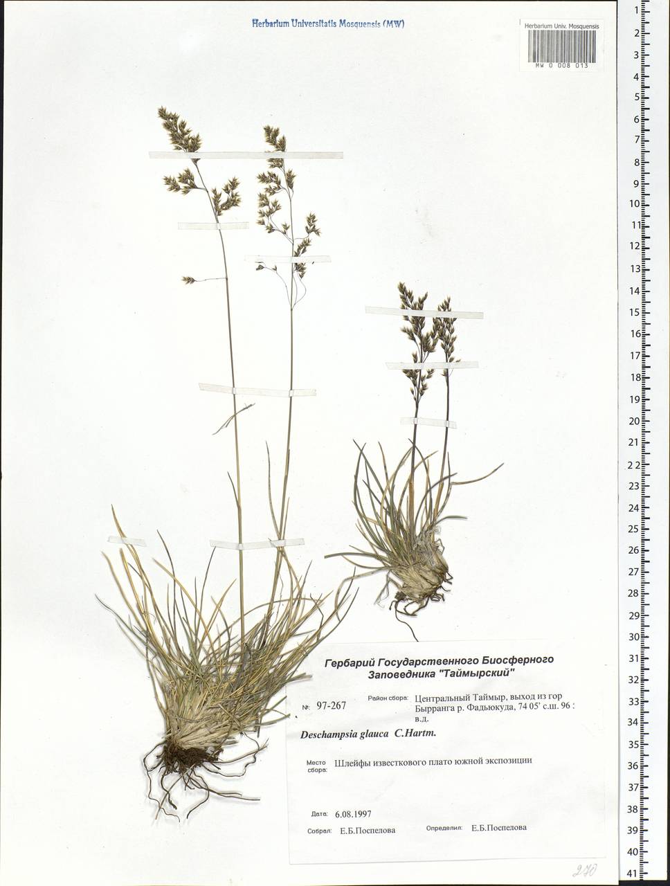 Deschampsia cespitosa subsp. cespitosa, Siberia, Central Siberia (S3) (Russia)