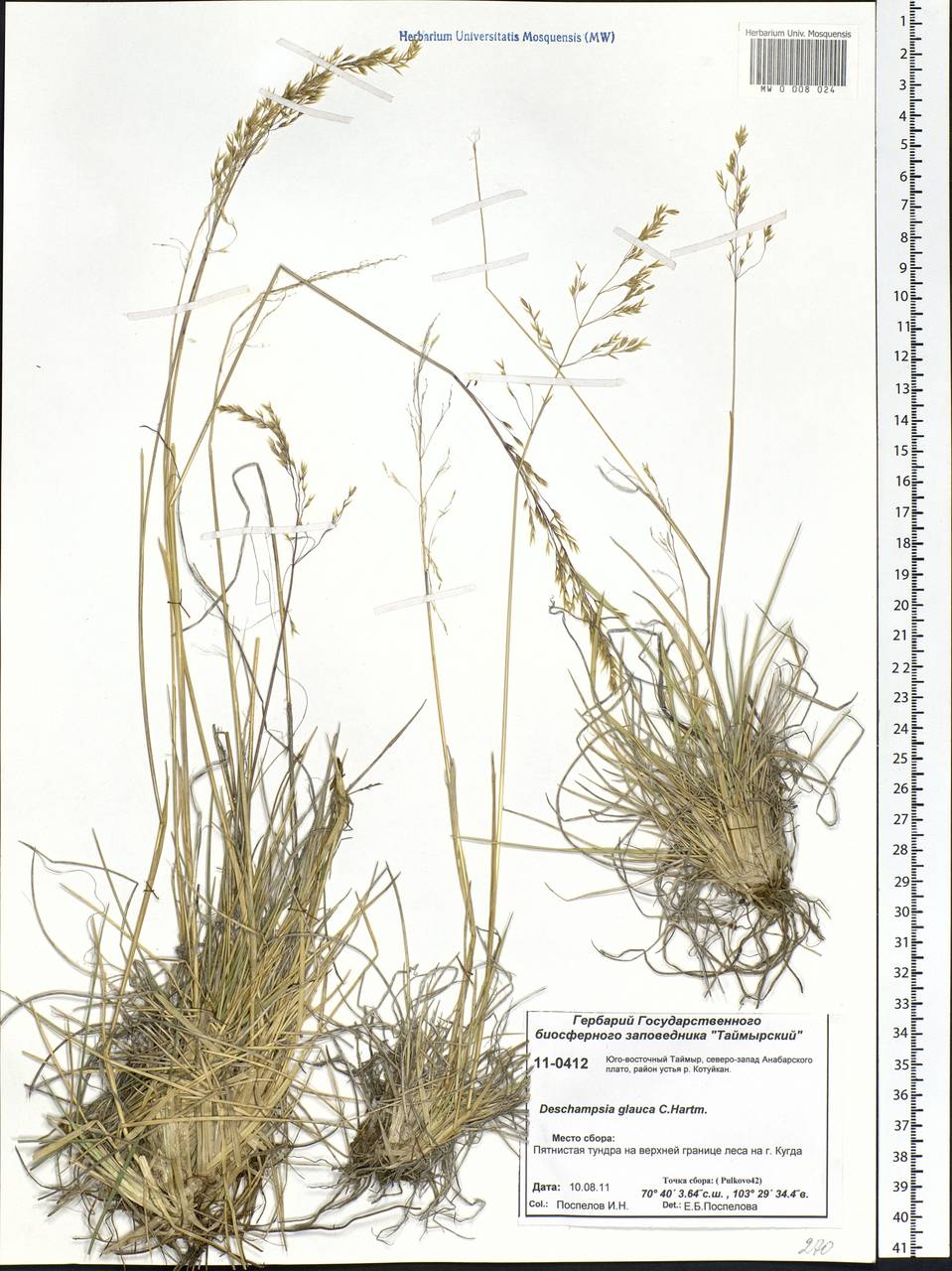 Deschampsia cespitosa subsp. cespitosa, Siberia, Central Siberia (S3) (Russia)