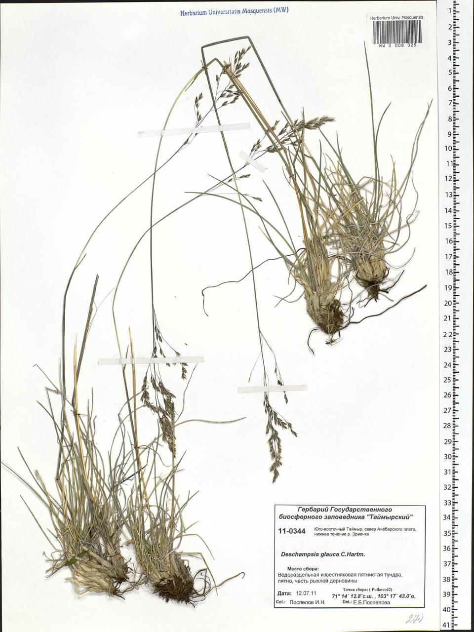 Deschampsia cespitosa subsp. cespitosa, Siberia, Central Siberia (S3) (Russia)