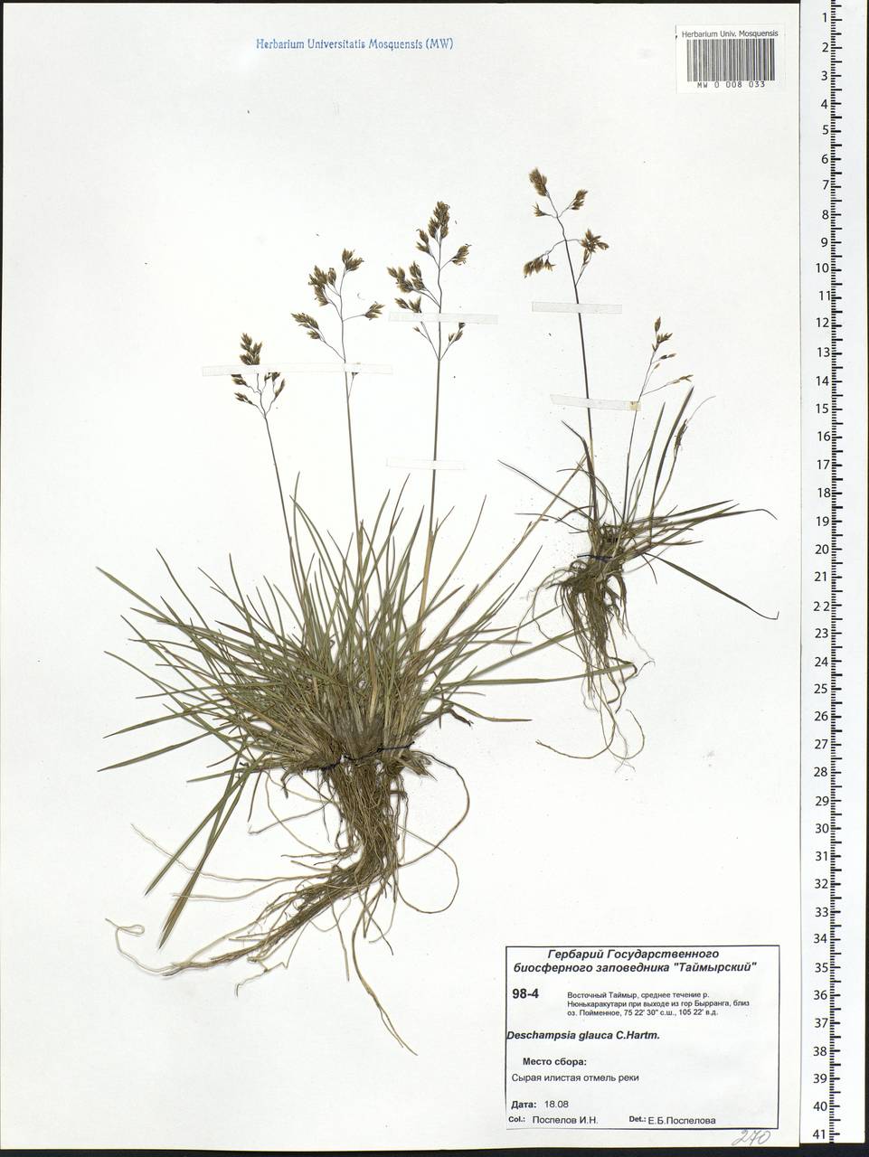 Deschampsia cespitosa subsp. cespitosa, Siberia, Central Siberia (S3) (Russia)