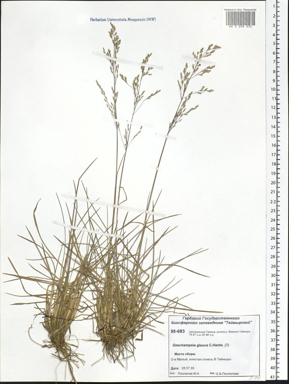 Deschampsia cespitosa subsp. cespitosa, Siberia, Central Siberia (S3) (Russia)