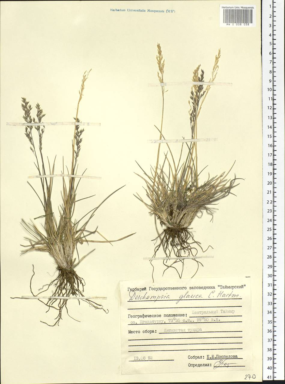 Deschampsia cespitosa subsp. cespitosa, Siberia, Central Siberia (S3) (Russia)