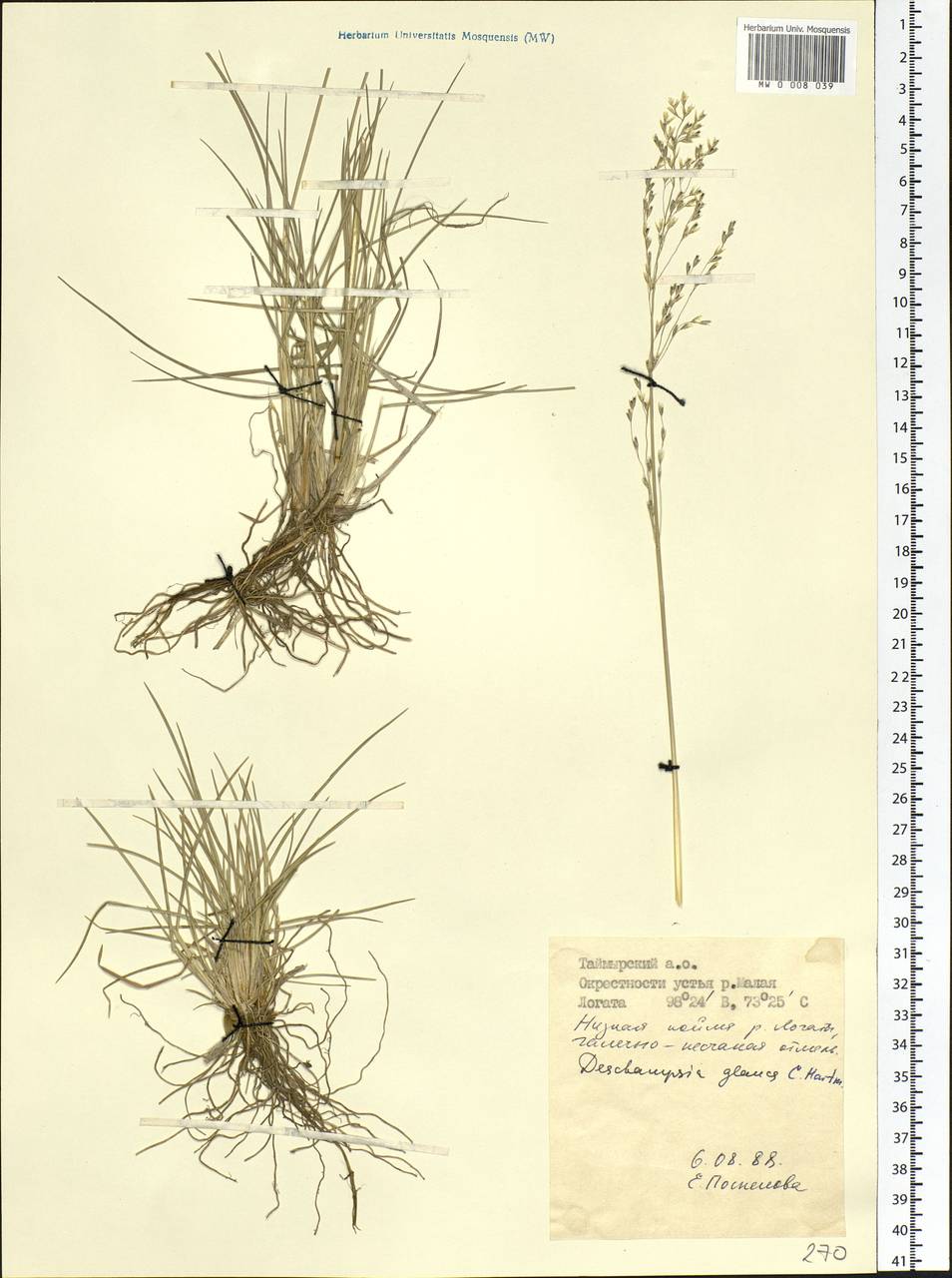 Deschampsia cespitosa subsp. cespitosa, Siberia, Central Siberia (S3) (Russia)