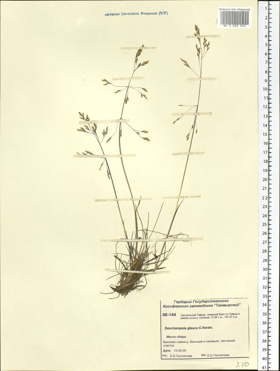 Deschampsia cespitosa subsp. cespitosa, Siberia, Central Siberia (S3) (Russia)