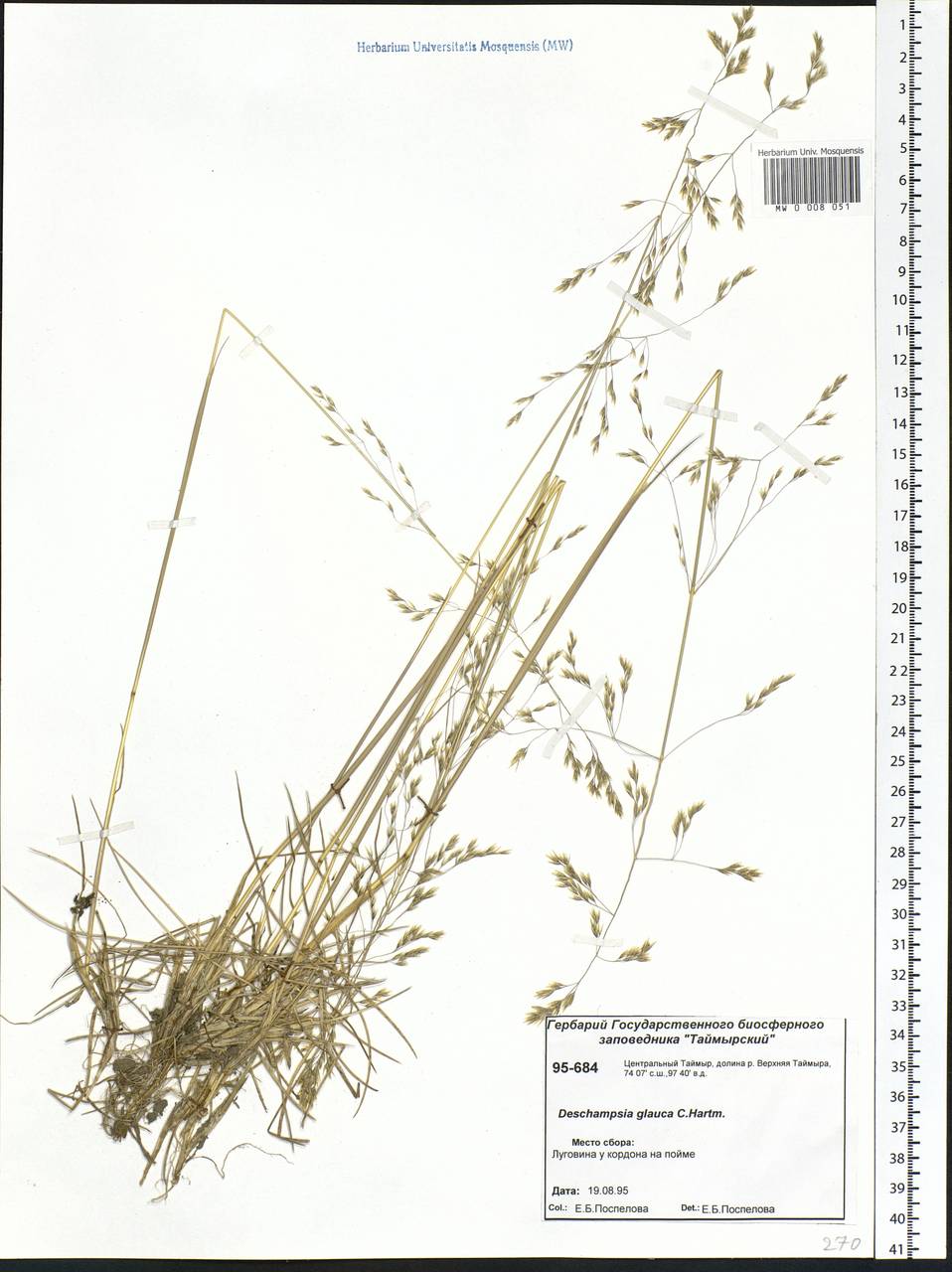 Deschampsia cespitosa subsp. cespitosa, Siberia, Central Siberia (S3) (Russia)