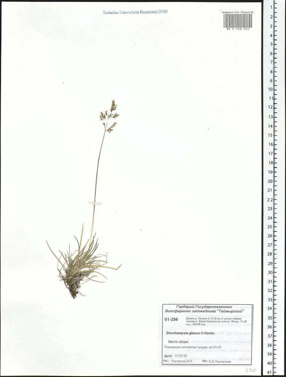 Deschampsia cespitosa subsp. cespitosa, Siberia, Central Siberia (S3) (Russia)