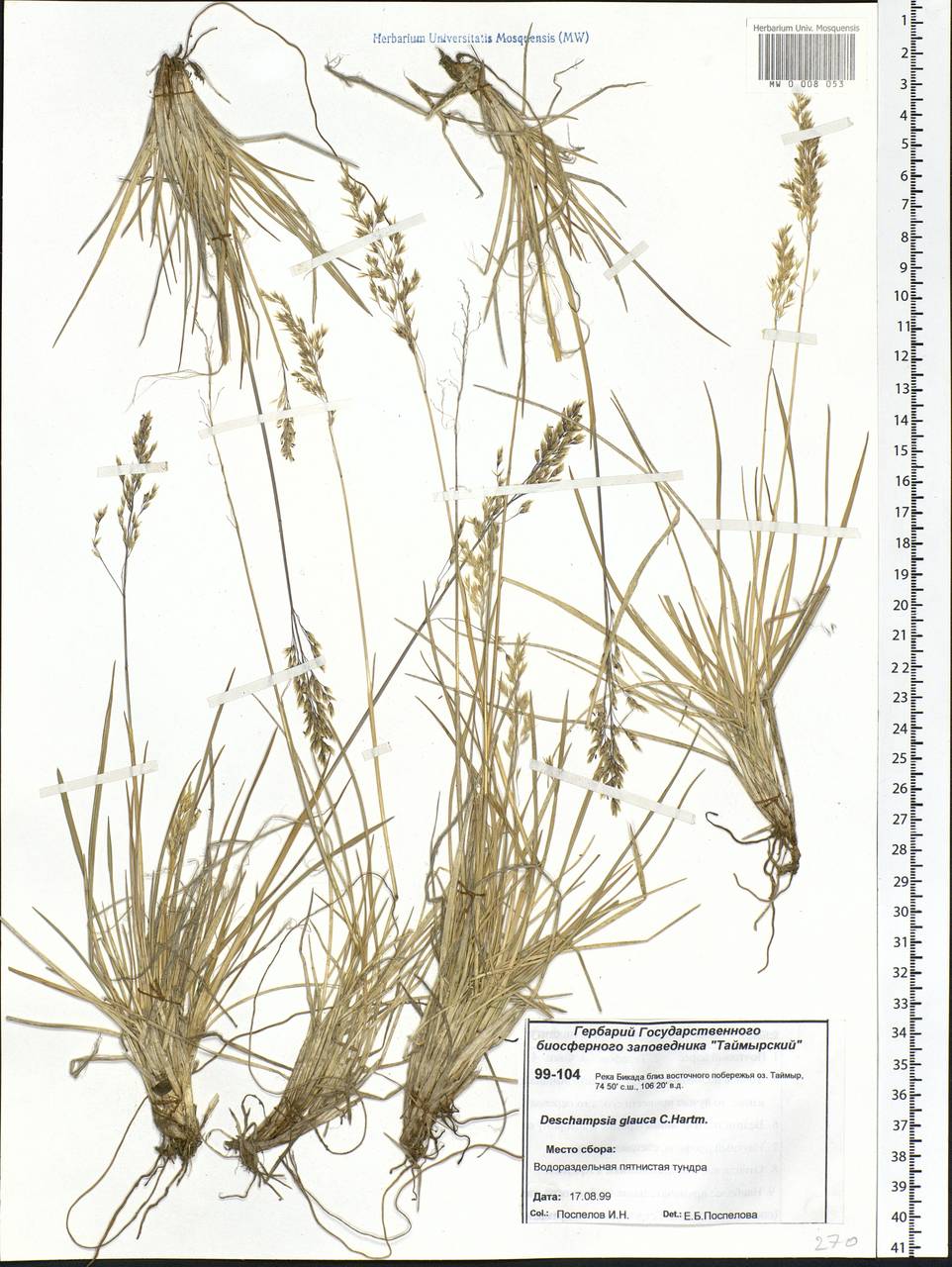 Deschampsia cespitosa subsp. cespitosa, Siberia, Central Siberia (S3) (Russia)