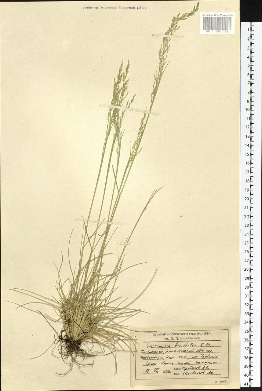 Deschampsia cespitosa subsp. cespitosa, Siberia, Western Siberia (S1) (Russia)