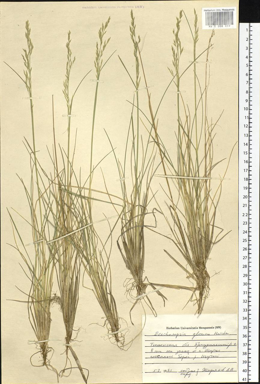 Deschampsia cespitosa subsp. cespitosa, Siberia, Western Siberia (S1) (Russia)