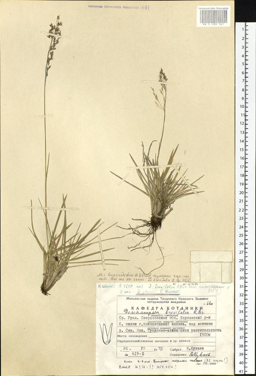 Deschampsia cespitosa subsp. cespitosa, Eastern Europe, Eastern region (E10) (Russia)