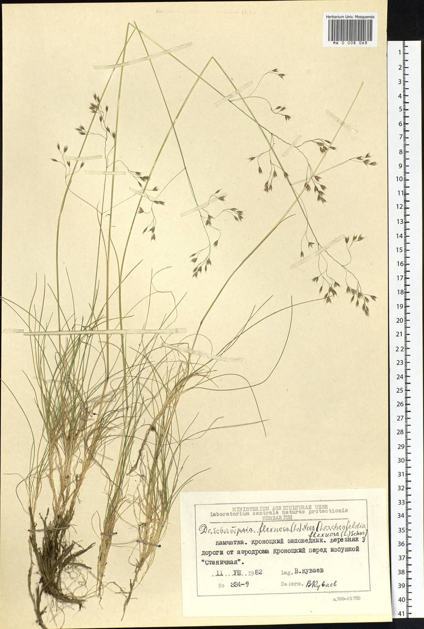 Avenella flexuosa (L.) Drejer, Siberia, Chukotka & Kamchatka (S7) (Russia)