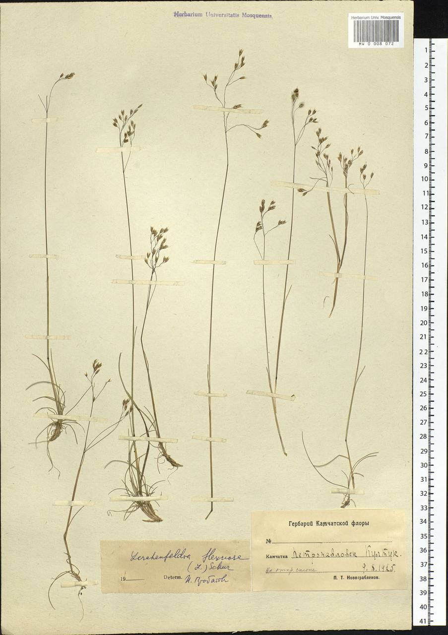Avenella flexuosa (L.) Drejer, Siberia, Chukotka & Kamchatka (S7) (Russia)