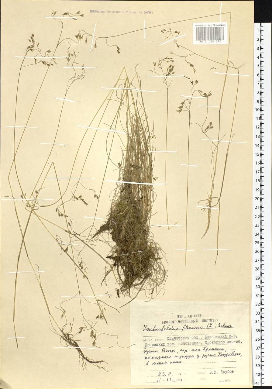 Avenella flexuosa (L.) Drejer, Siberia, Chukotka & Kamchatka (S7) (Russia)