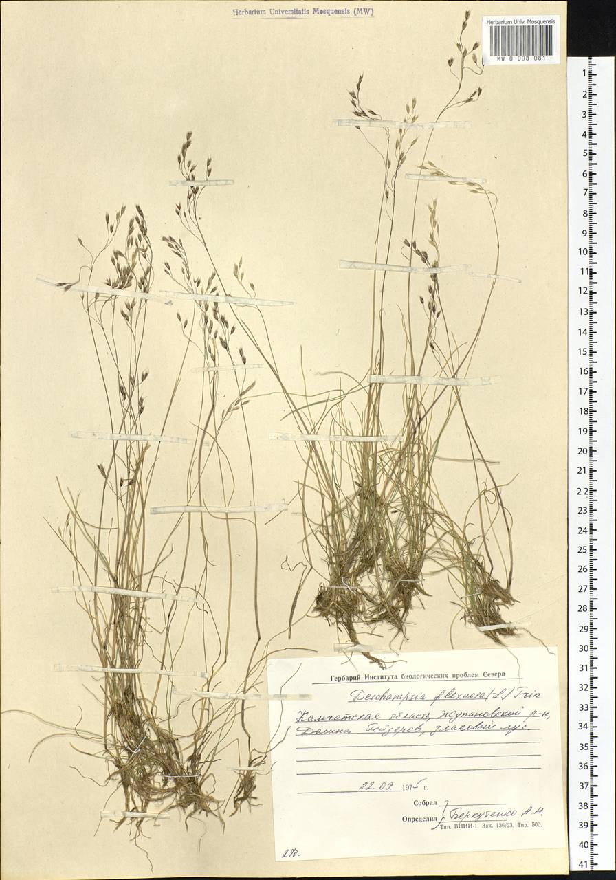 Avenella flexuosa (L.) Drejer, Siberia, Chukotka & Kamchatka (S7) (Russia)