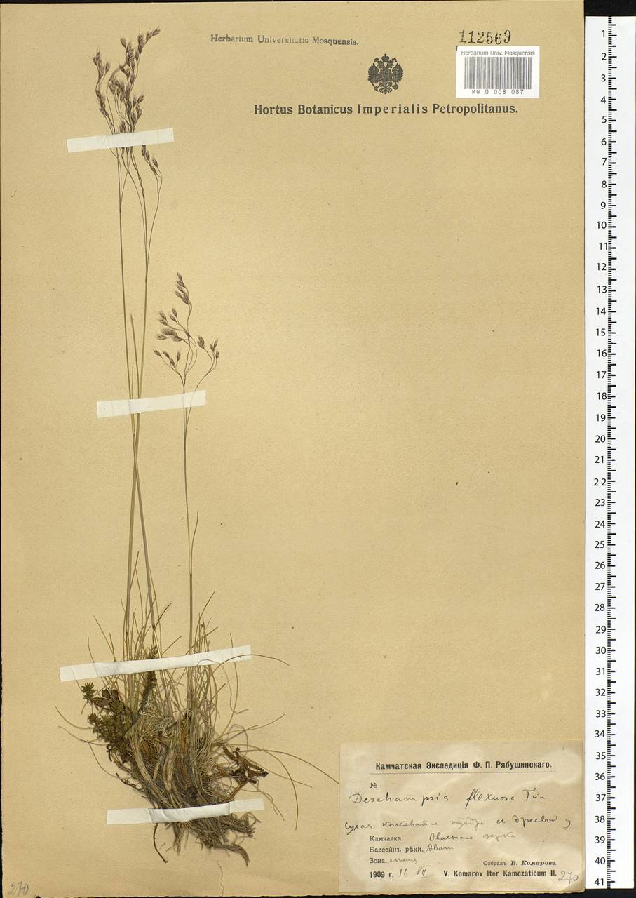 Avenella flexuosa (L.) Drejer, Siberia, Chukotka & Kamchatka (S7) (Russia)