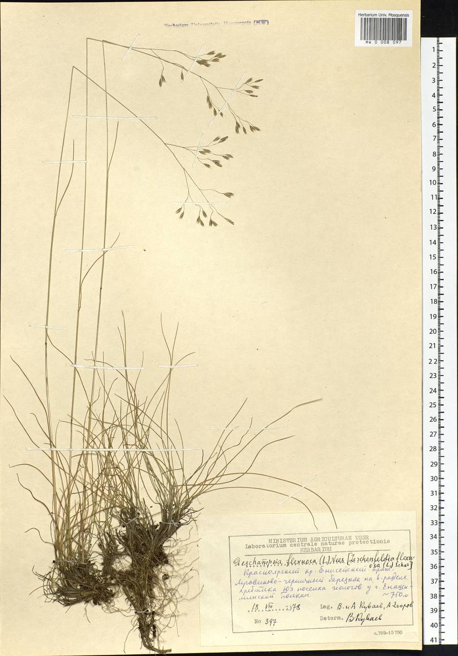 Avenella flexuosa (L.) Drejer, Siberia, Central Siberia (S3) (Russia)