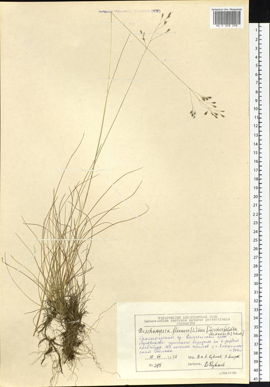 Avenella flexuosa (L.) Drejer, Siberia, Central Siberia (S3) (Russia)
