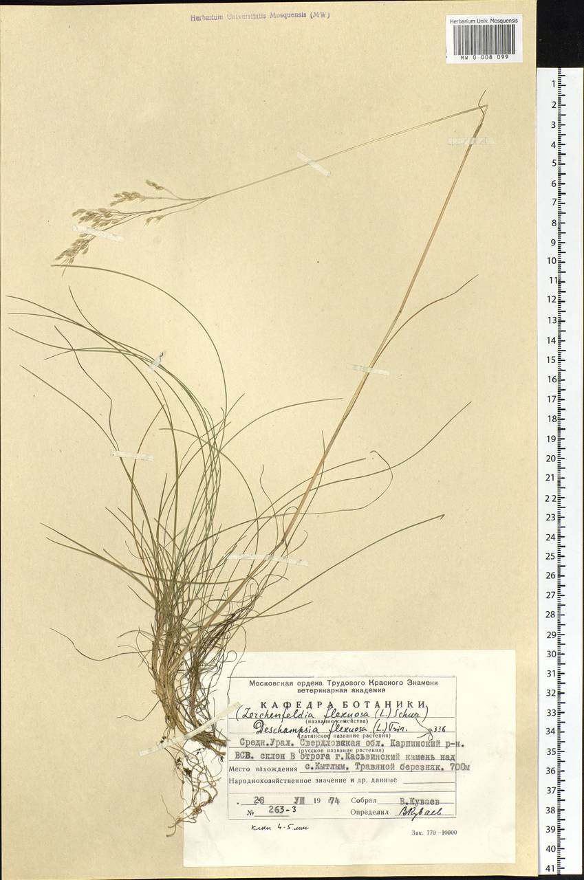 Avenella flexuosa (L.) Drejer, Eastern Europe, Eastern region (E10) (Russia)
