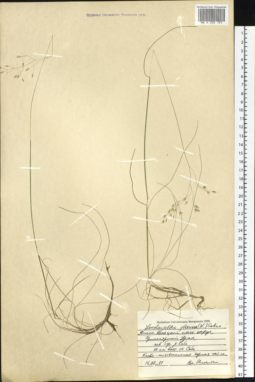 Avenella flexuosa (L.) Drejer, Siberia, Western Siberia (S1) (Russia)