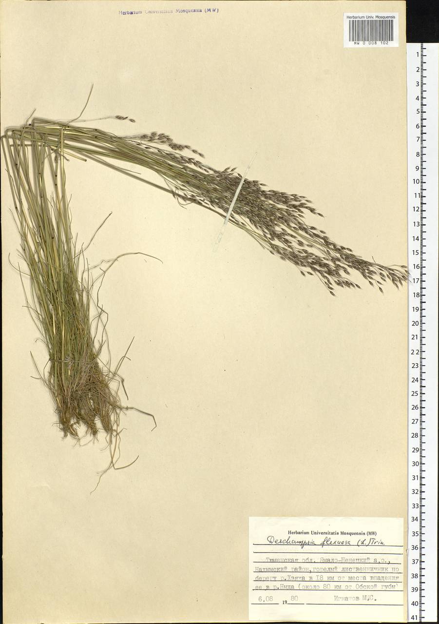 Avenella flexuosa (L.) Drejer, Siberia, Western Siberia (S1) (Russia)