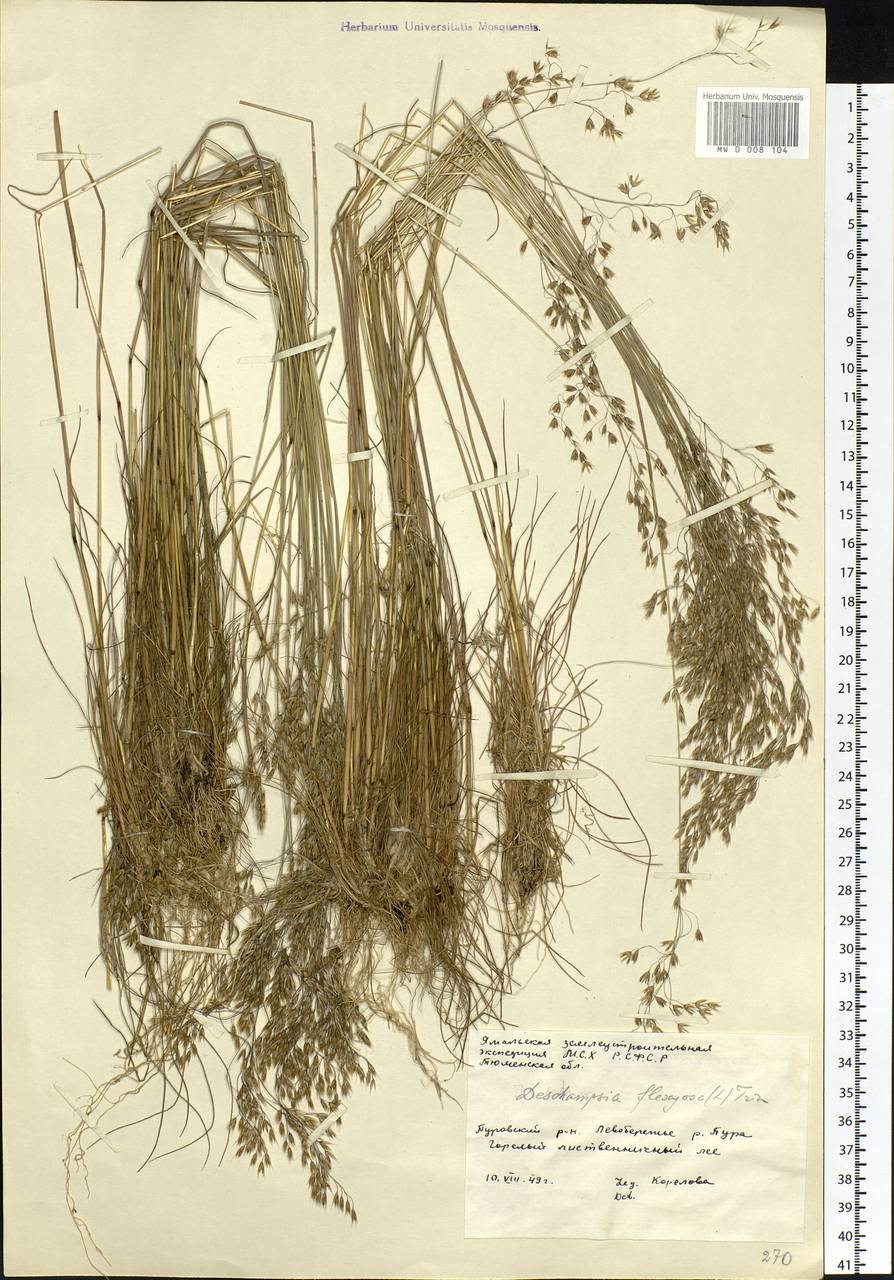 Avenella flexuosa (L.) Drejer, Siberia, Western Siberia (S1) (Russia)