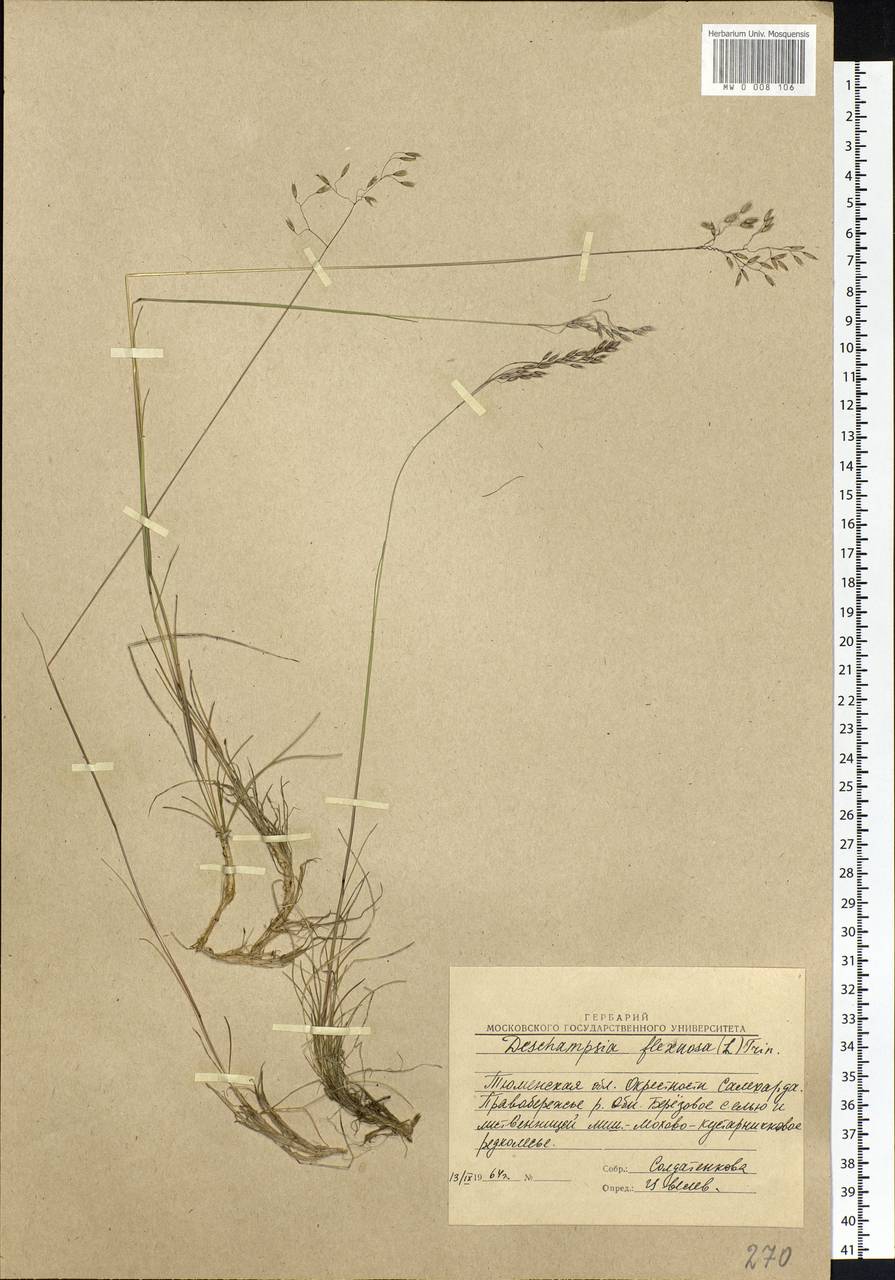 Avenella flexuosa (L.) Drejer, Siberia, Western Siberia (S1) (Russia)