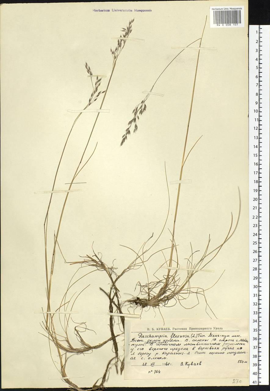 Avenella flexuosa (L.) Drejer, Eastern Europe, Northern region (E1) (Russia)