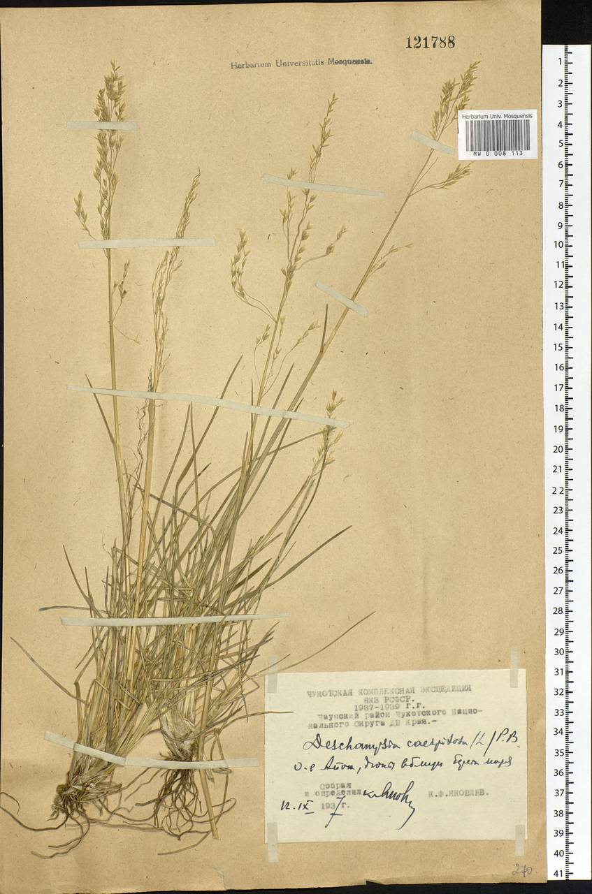 Deschampsia cespitosa (L.) P.Beauv., Siberia, Chukotka & Kamchatka (S7) (Russia)