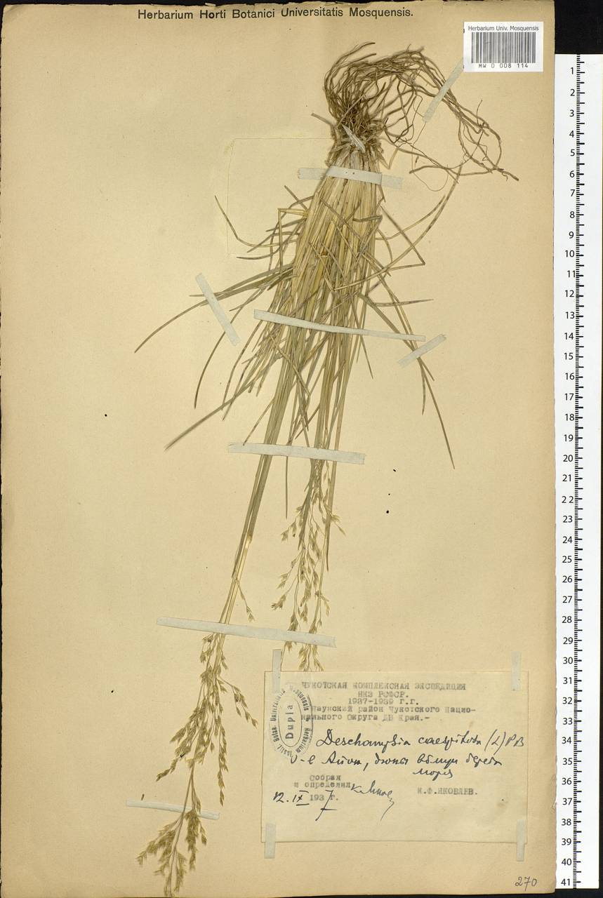 Deschampsia cespitosa (L.) P.Beauv., Siberia, Chukotka & Kamchatka (S7) (Russia)