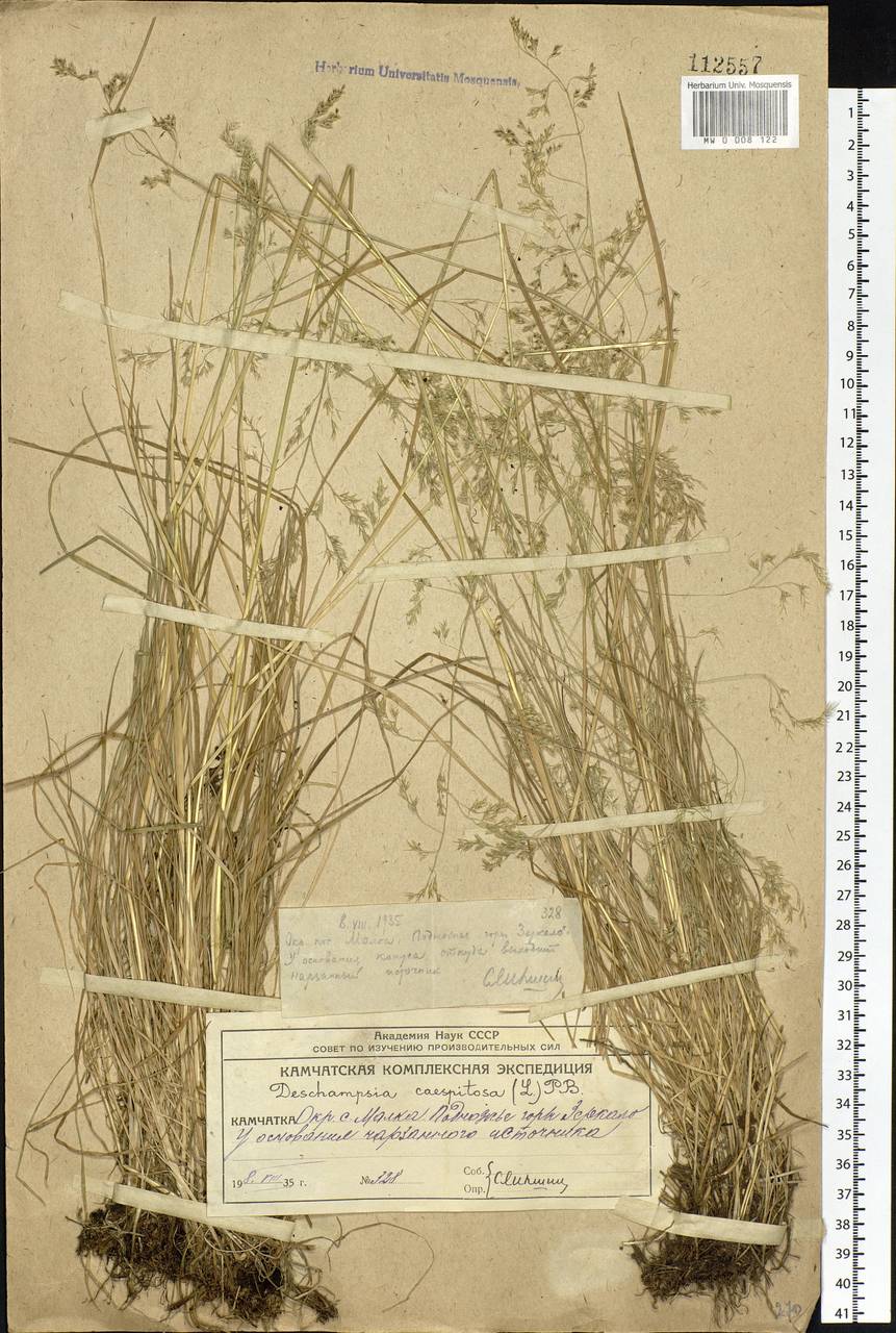 Deschampsia cespitosa (L.) P.Beauv., Siberia, Chukotka & Kamchatka (S7) (Russia)