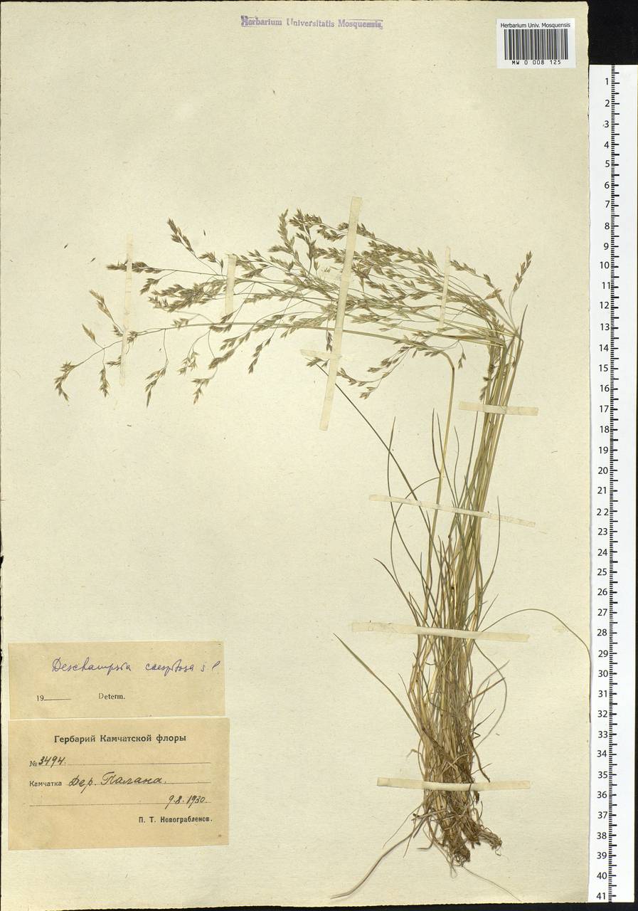 Deschampsia cespitosa (L.) P.Beauv., Siberia, Chukotka & Kamchatka (S7) (Russia)