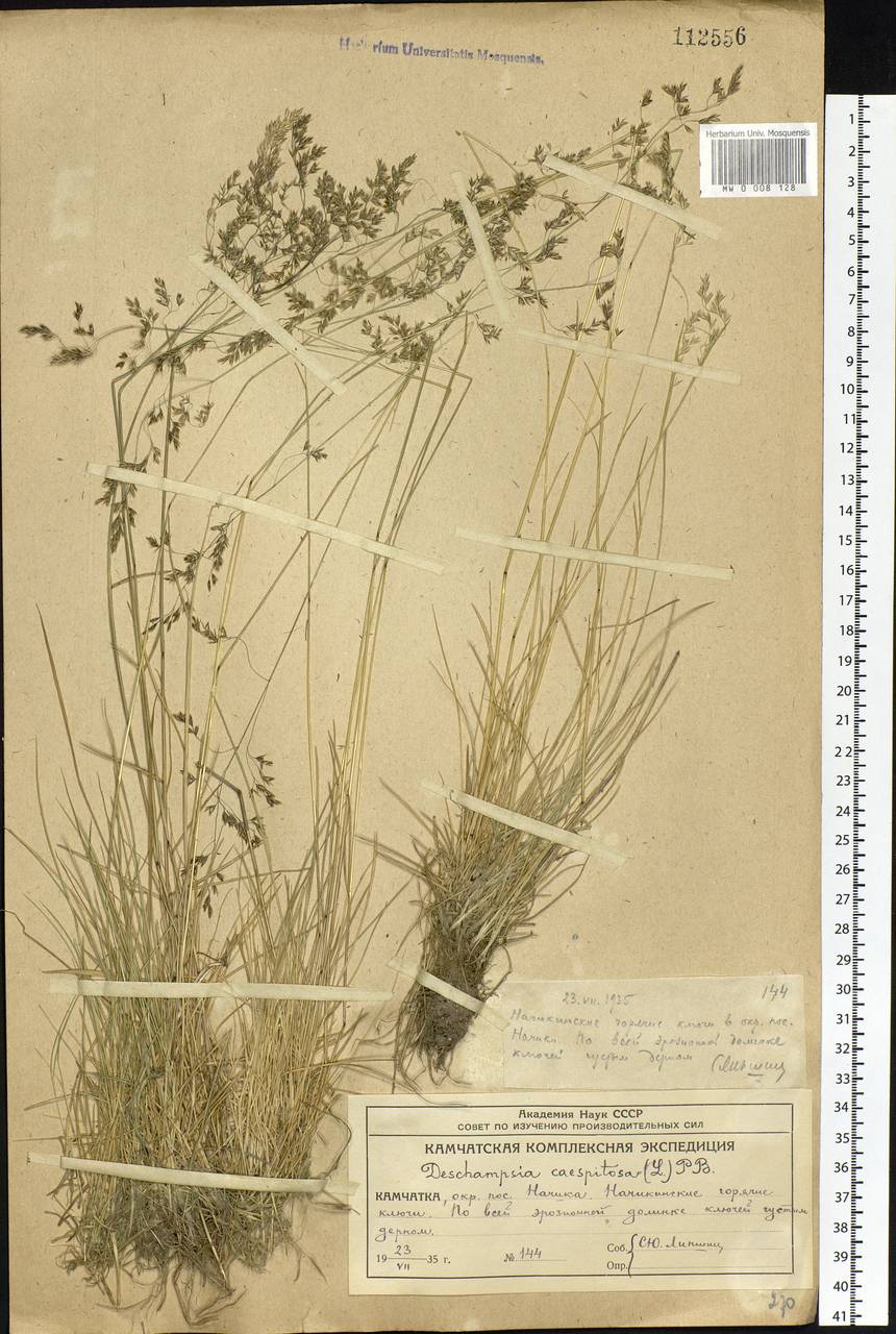 Deschampsia cespitosa (L.) P.Beauv., Siberia, Chukotka & Kamchatka (S7) (Russia)