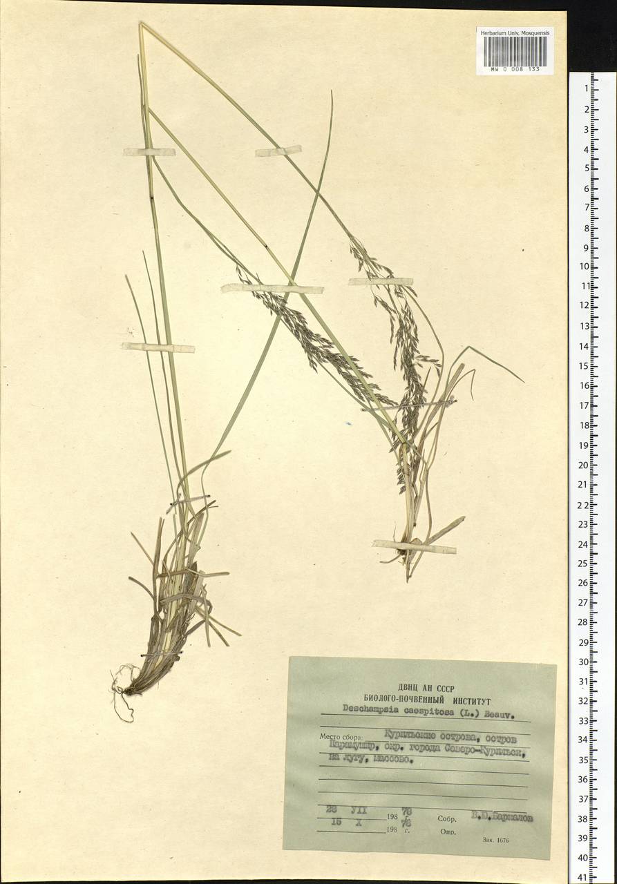 Deschampsia cespitosa (L.) P.Beauv., Siberia, Russian Far East (S6) (Russia)