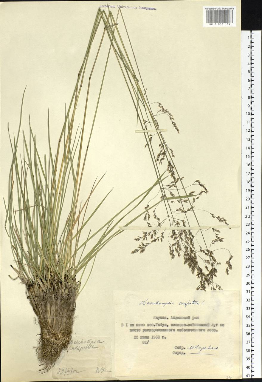 Deschampsia cespitosa (L.) P.Beauv., Siberia, Yakutia (S5) (Russia)