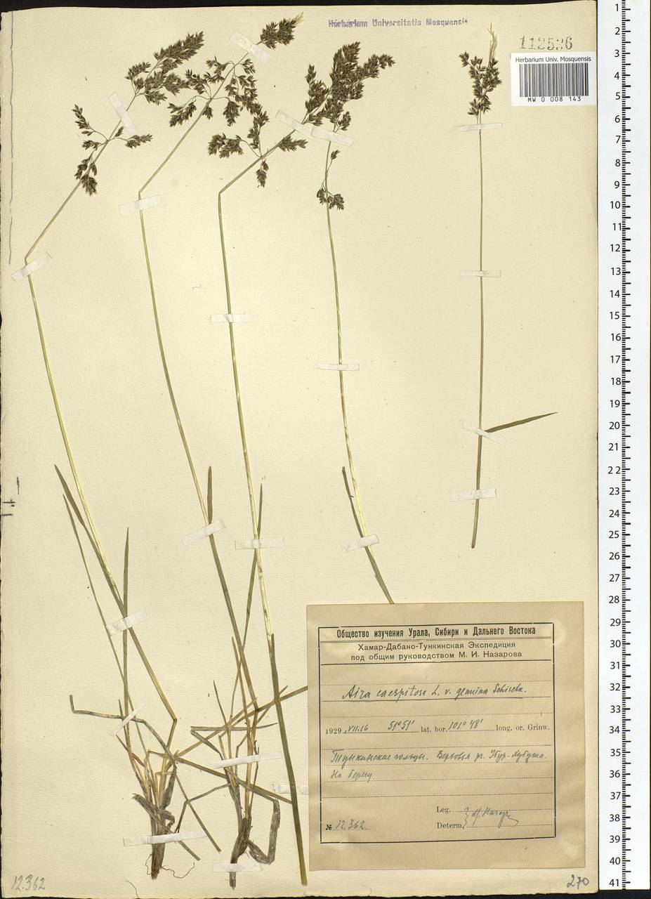 Deschampsia cespitosa (L.) P.Beauv., Siberia, Baikal & Transbaikal region (S4) (Russia)