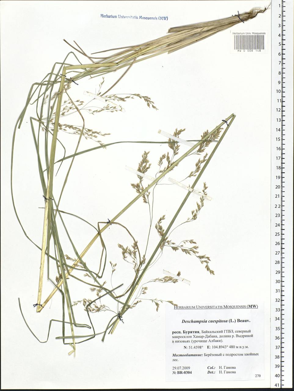 Deschampsia cespitosa (L.) P.Beauv., Siberia, Baikal & Transbaikal region (S4) (Russia)