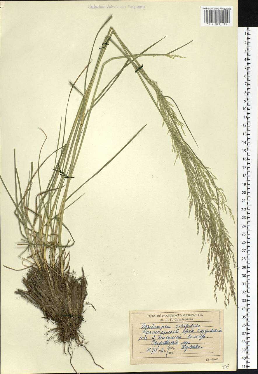 Deschampsia cespitosa (L.) P.Beauv., Siberia, Central Siberia (S3) (Russia)