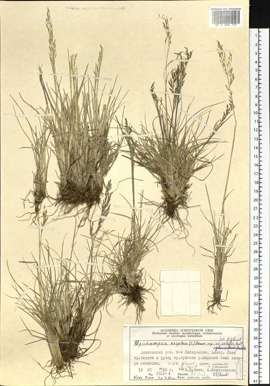 Deschampsia cespitosa (L.) P.Beauv., Siberia, Central Siberia (S3) (Russia)