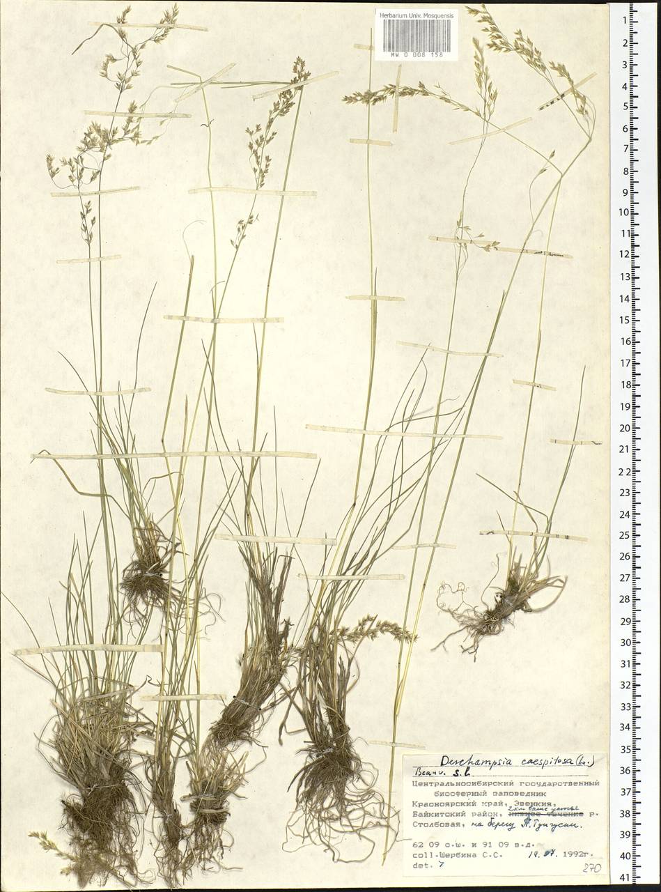 Deschampsia cespitosa (L.) P.Beauv., Siberia, Central Siberia (S3) (Russia)