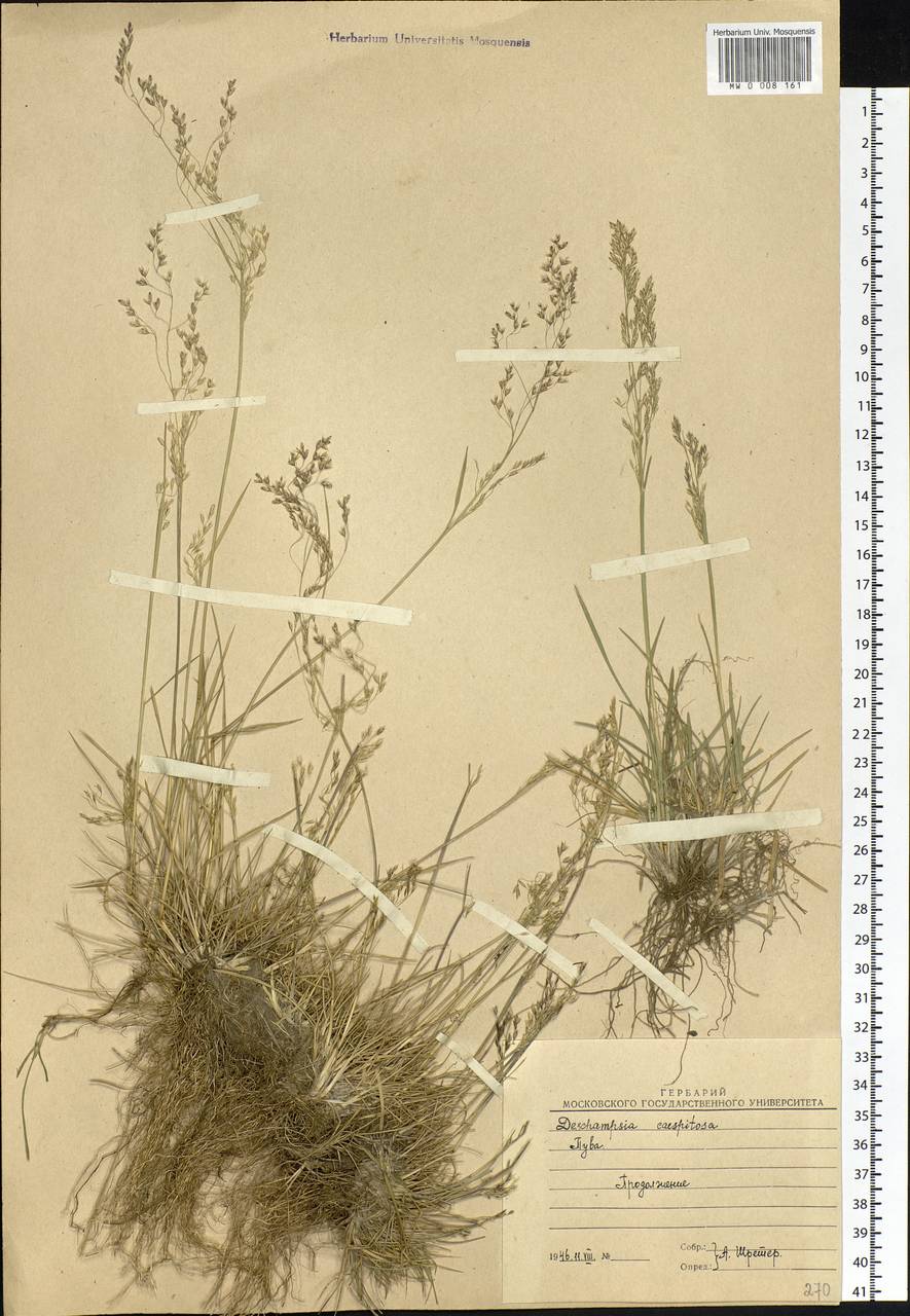 Deschampsia cespitosa (L.) P.Beauv., Siberia, Altai & Sayany Mountains (S2) (Russia)
