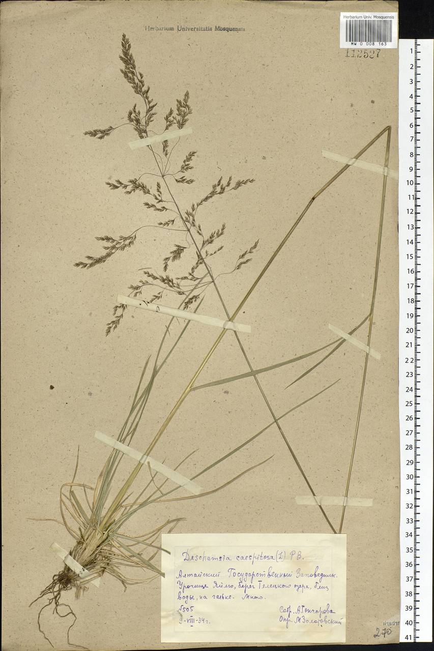 Deschampsia cespitosa (L.) P.Beauv., Siberia, Altai & Sayany Mountains (S2) (Russia)