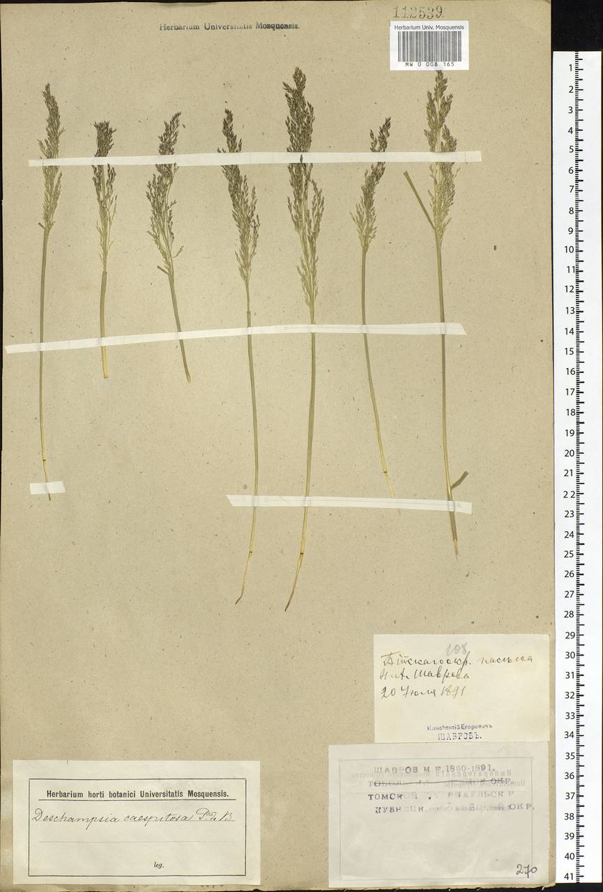Deschampsia cespitosa (L.) P.Beauv., Siberia, Western (Kazakhstan) Altai Mountains (S2a) (Kazakhstan)