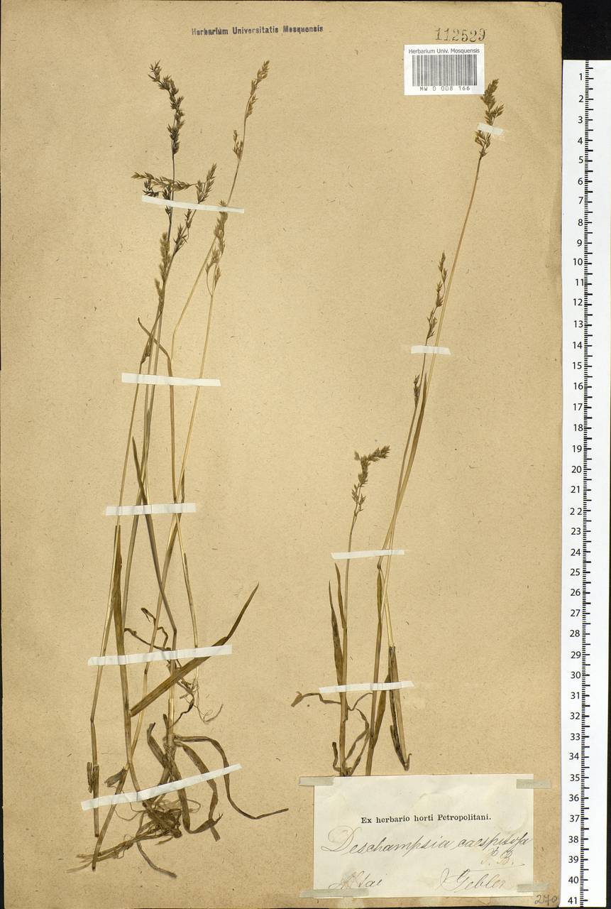 Deschampsia cespitosa (L.) P.Beauv., Siberia, Altai & Sayany Mountains (S2) (Russia)