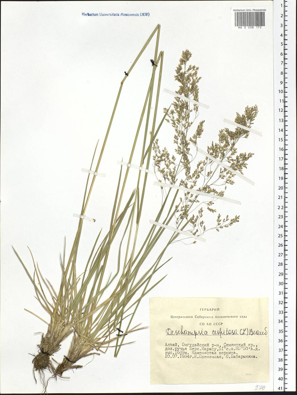 Deschampsia cespitosa (L.) P.Beauv., Siberia, Altai & Sayany Mountains (S2) (Russia)