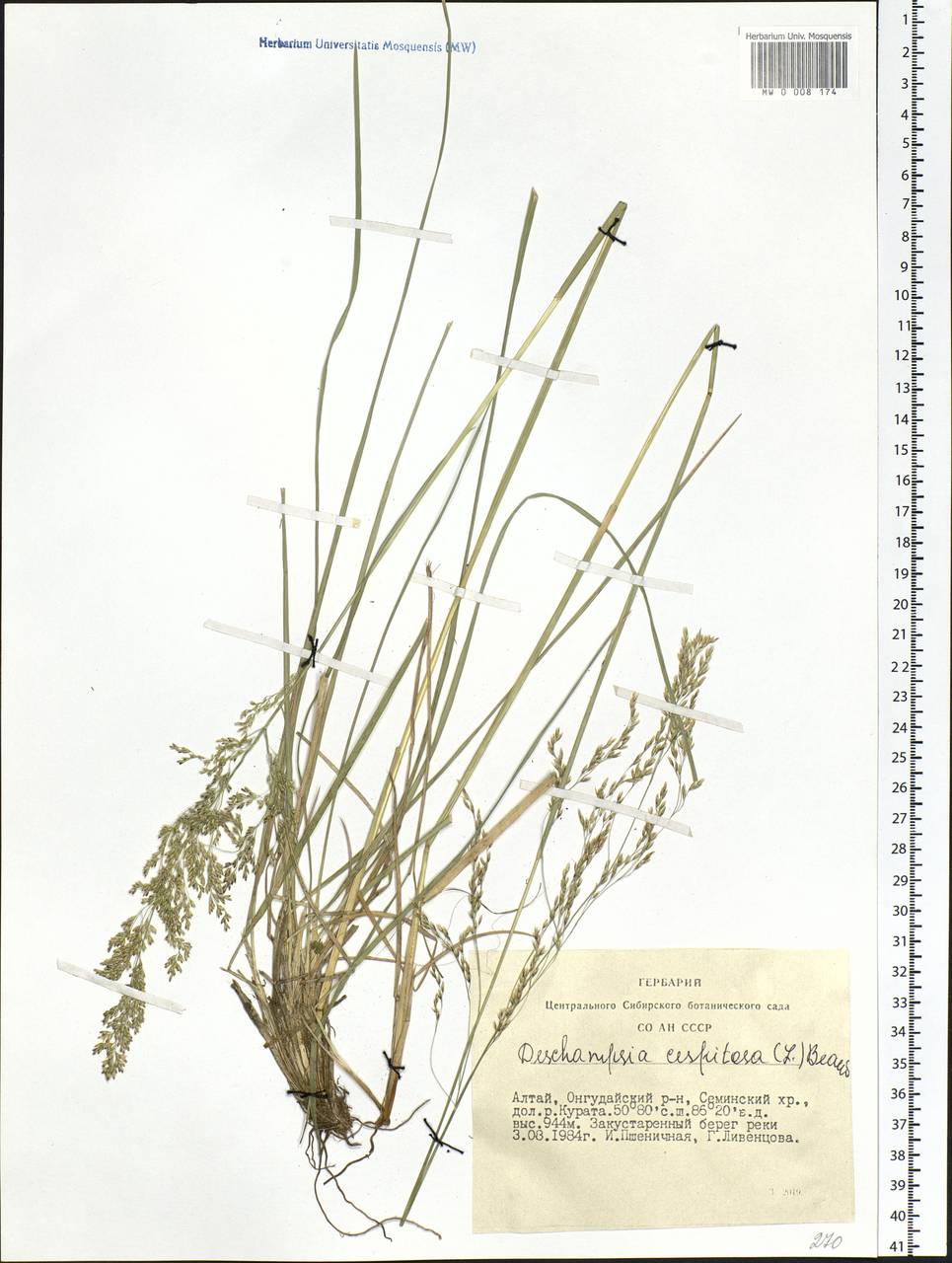 Deschampsia cespitosa (L.) P.Beauv., Siberia, Altai & Sayany Mountains (S2) (Russia)
