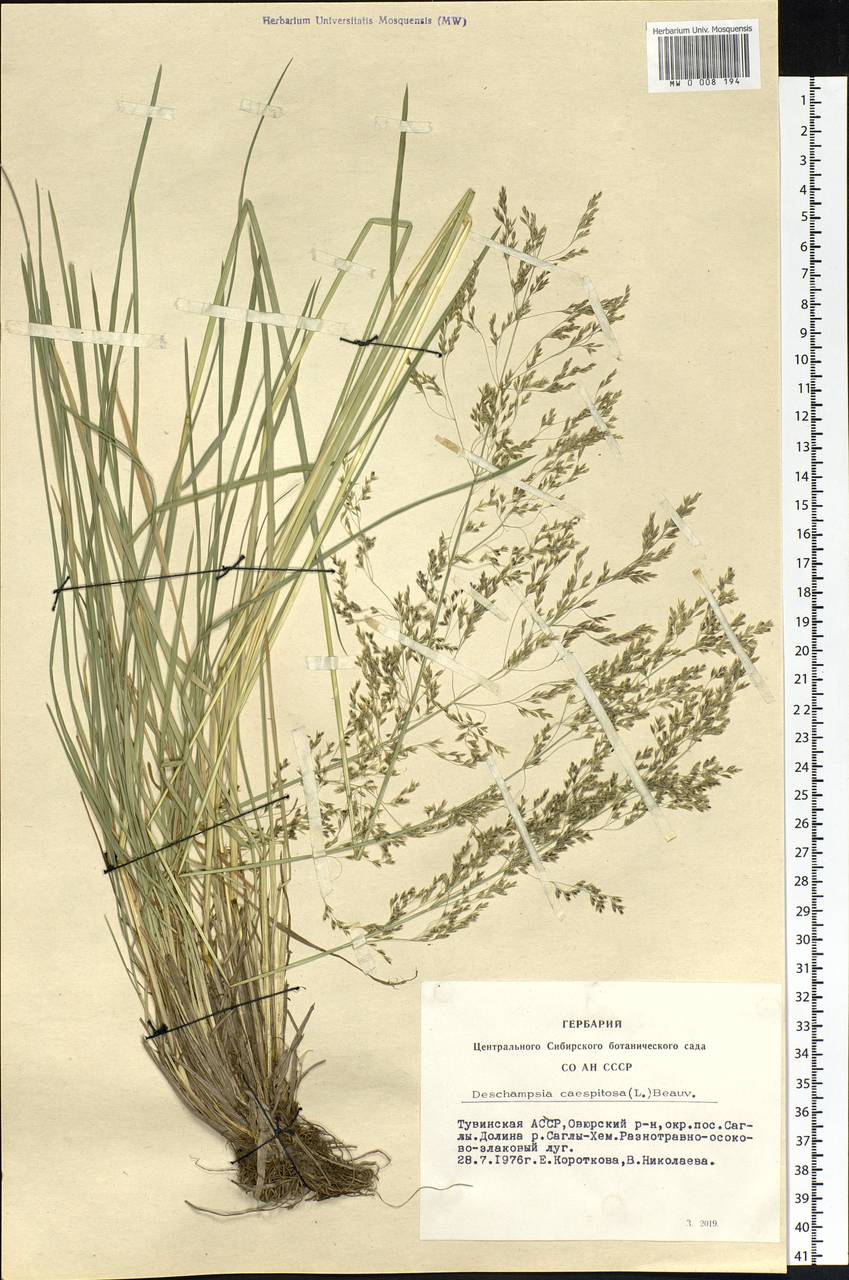 Deschampsia cespitosa (L.) P.Beauv., Siberia, Altai & Sayany Mountains (S2) (Russia)