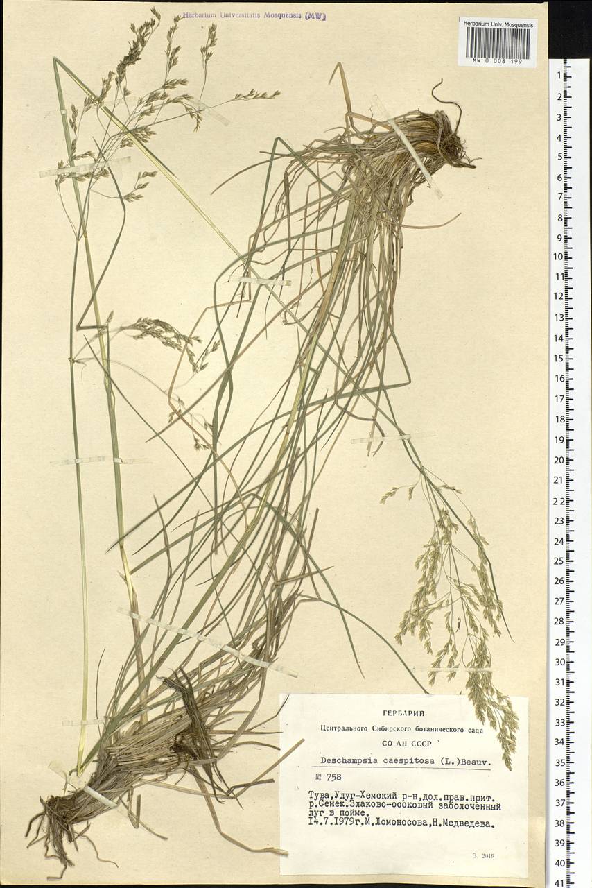 Deschampsia cespitosa (L.) P.Beauv., Siberia, Altai & Sayany Mountains (S2) (Russia)