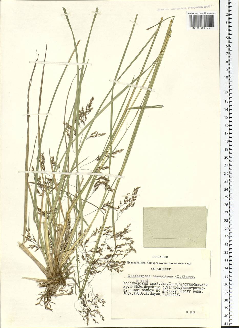 Deschampsia cespitosa (L.) P.Beauv., Siberia, Altai & Sayany Mountains (S2) (Russia)