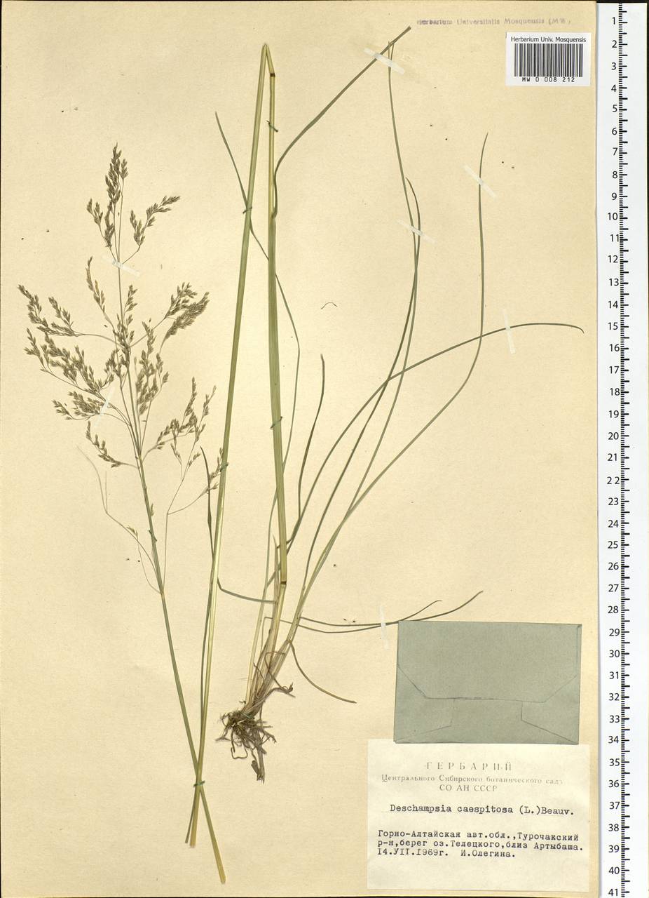 Deschampsia cespitosa (L.) P.Beauv., Siberia, Altai & Sayany Mountains (S2) (Russia)