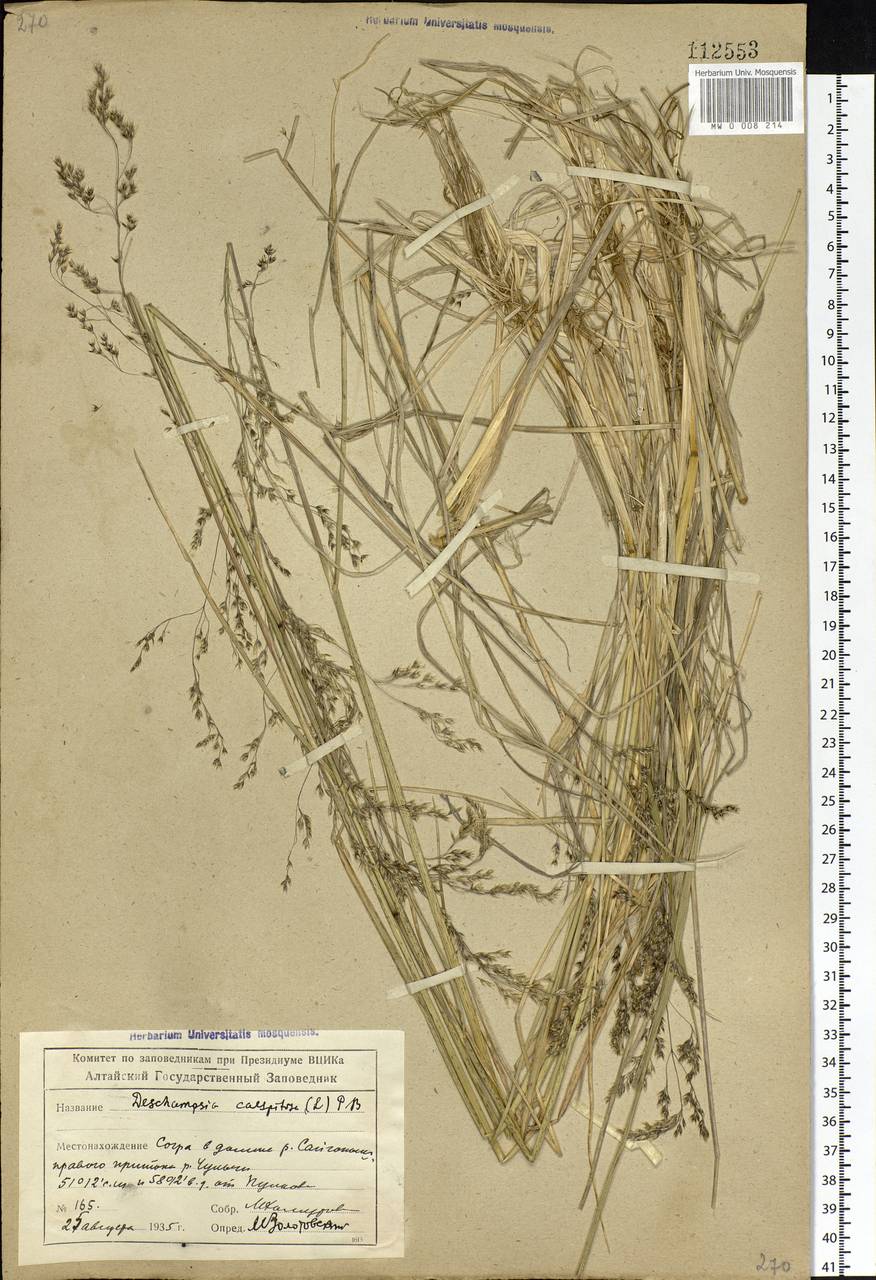 Deschampsia cespitosa (L.) P.Beauv., Siberia, Altai & Sayany Mountains (S2) (Russia)